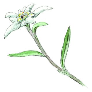 Edelweiss Illustration
